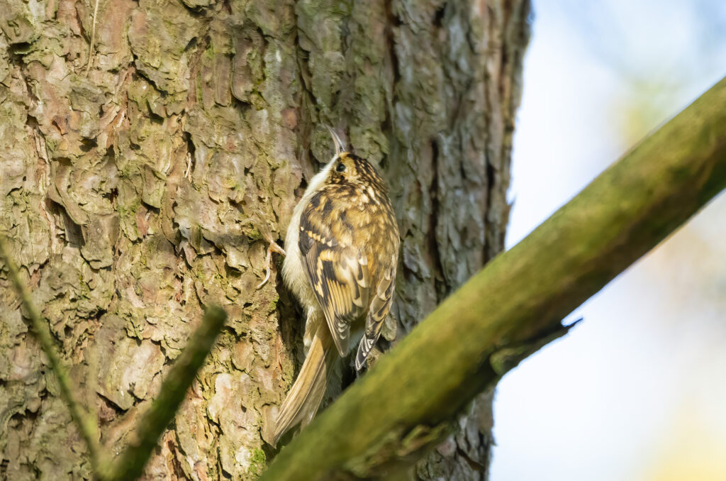 Photo of a treecreeper on tree trunk