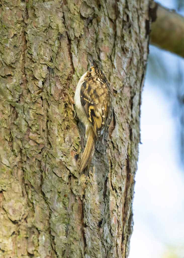 Photo of a treecreeper on tree trunk