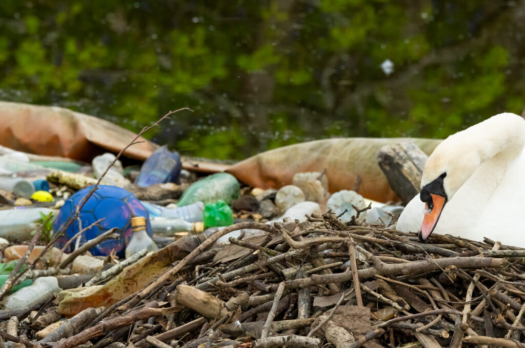 Photo of a mute swan on a nest with a large amount of litter next to it