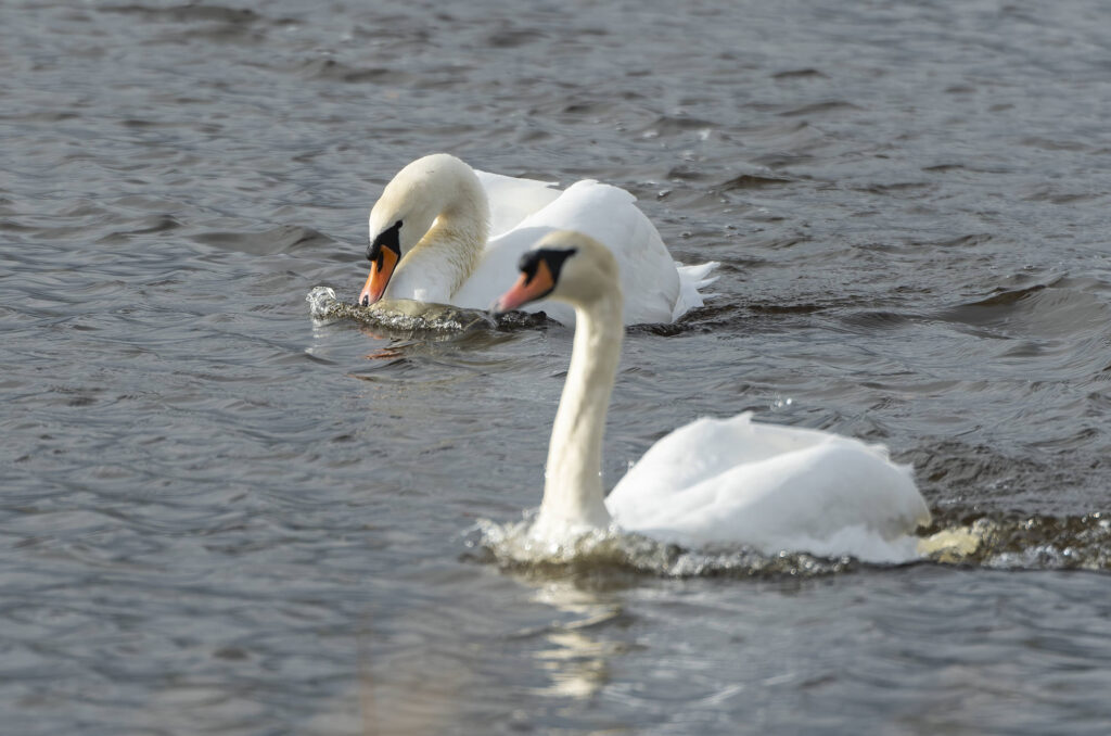 Photo of mute swan swimming up behind another mute swan