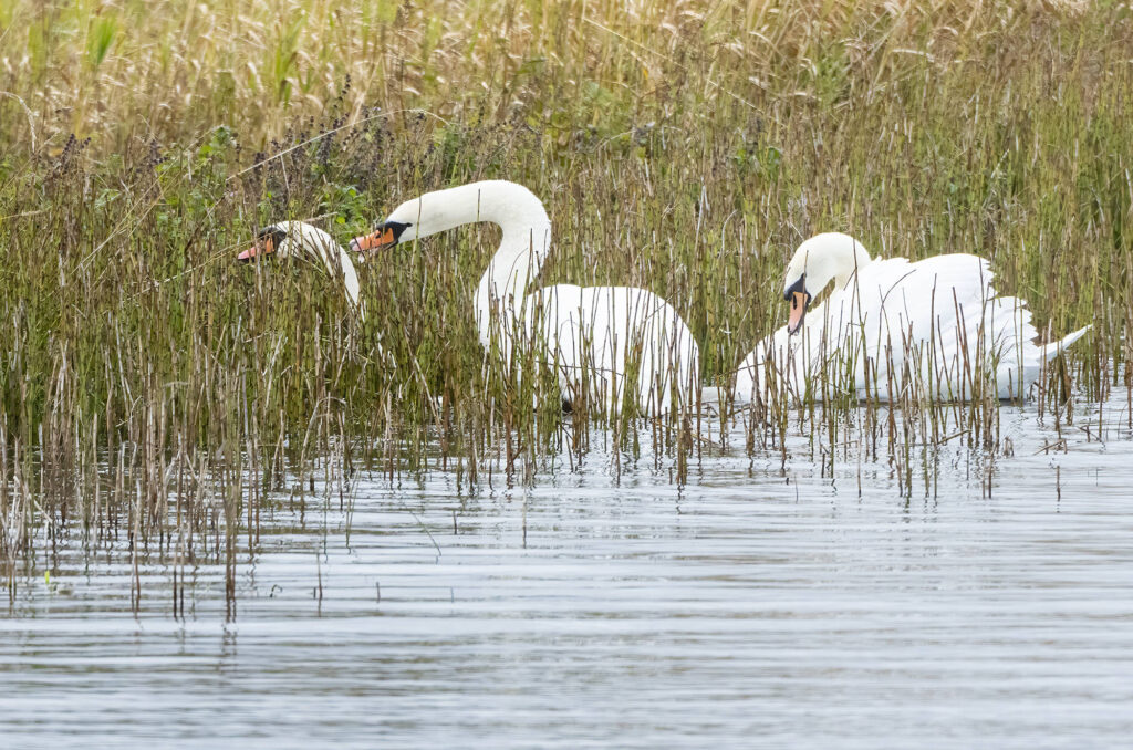 Photo of a mute swan trying to grab another swan's neck while another swan watches