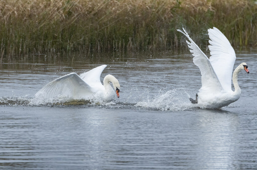 Photo of two mute swans taking off from a lake