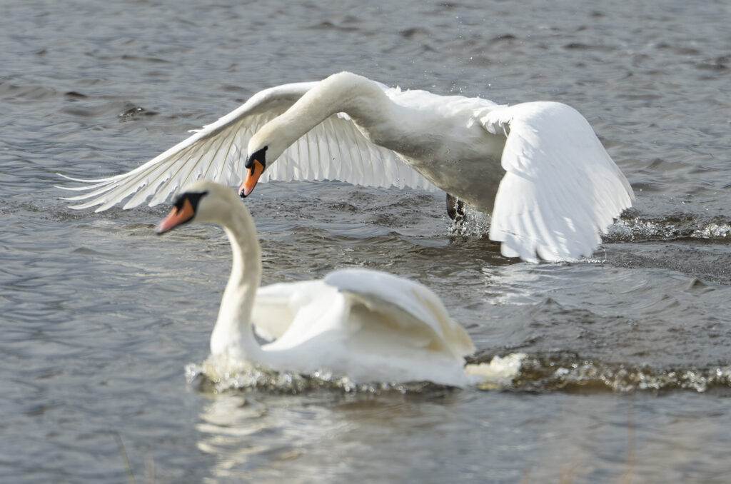 Photo of mute swan taking off behind another mute swan