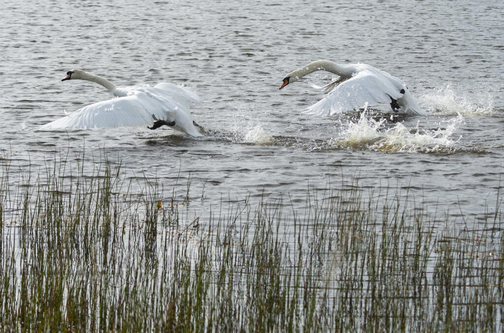 Photo of two mute swans taking off from a lake