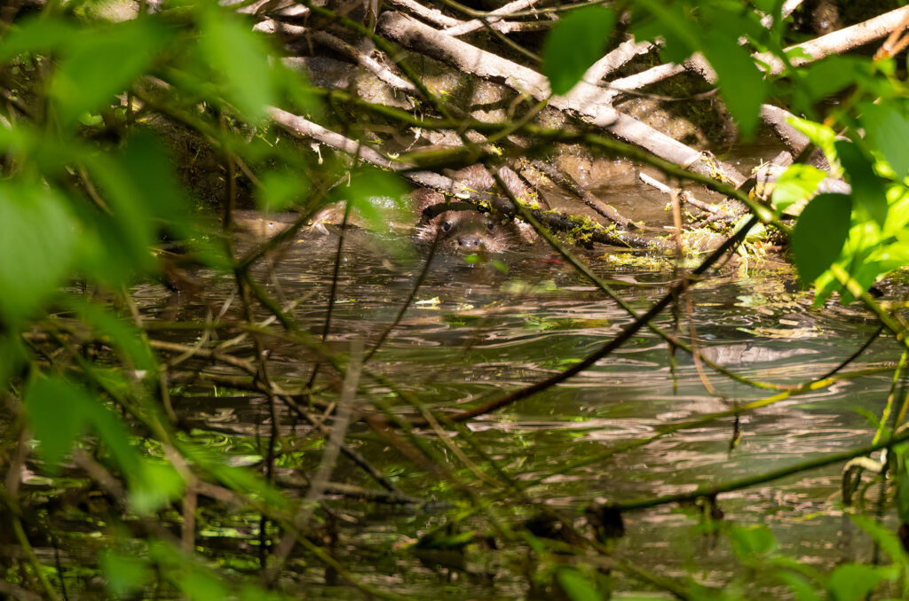 Photo of an otter in a river under overhanging branches