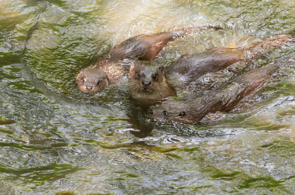 Photo of a female otter and two cubs in a river