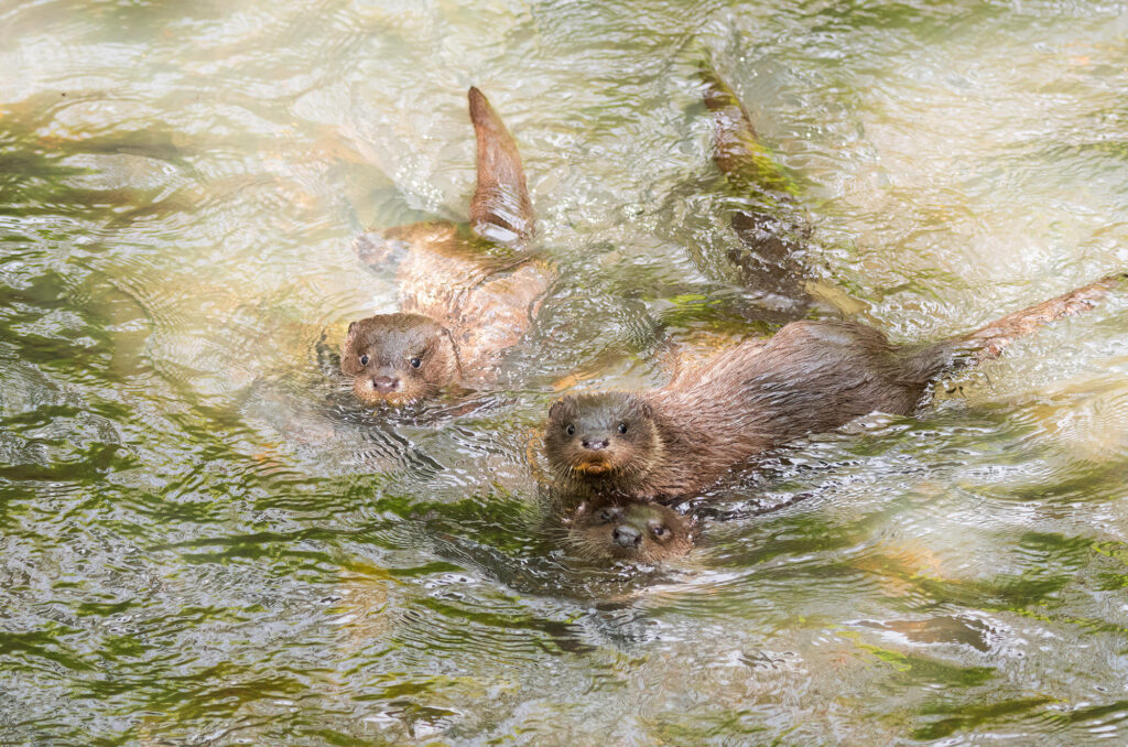 Photo of a female otter and two cubs in a river