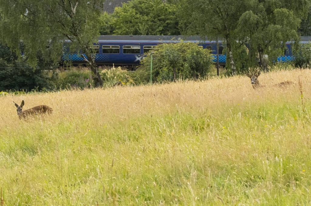 Photo of a roe deer doe and buck in a field of long grass with a train going past in the background