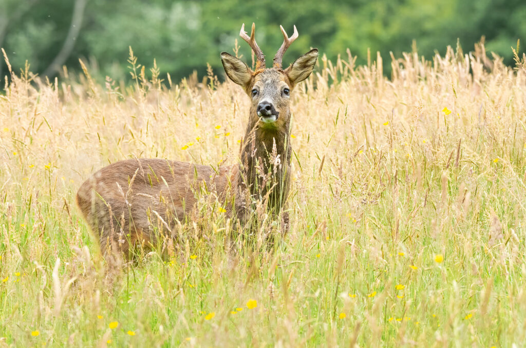 Photo of a roe deer buck standing in long grass