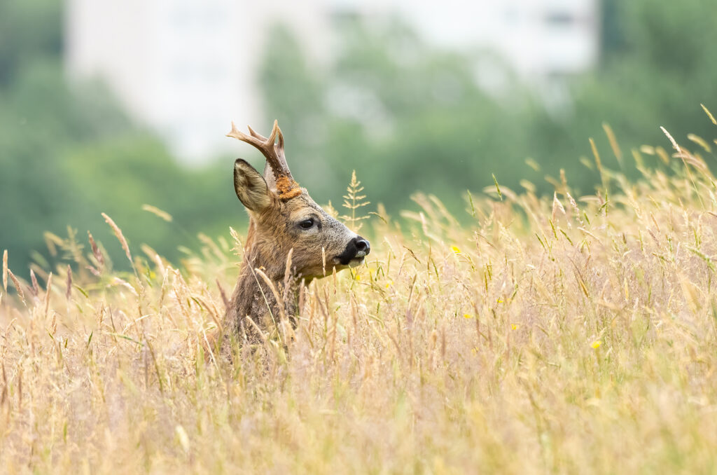Photo of the head of a roe deer buck sticking up out of long grass