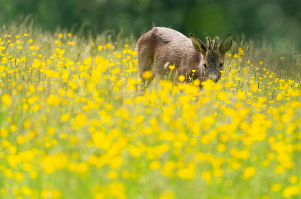 Photo of a roe deer buck browsing in a field of buttercups