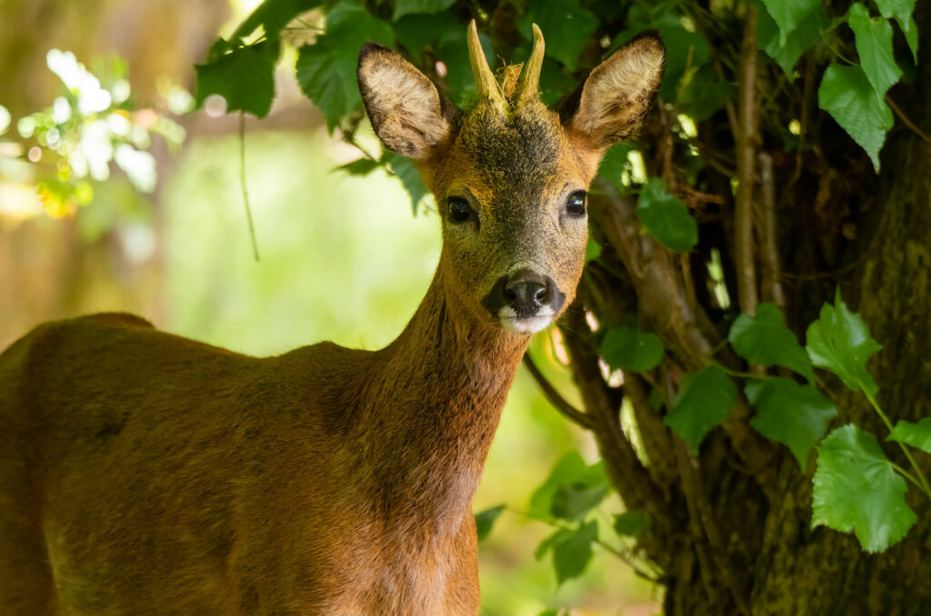 Photo of a roe deer buck standing in front of a tree