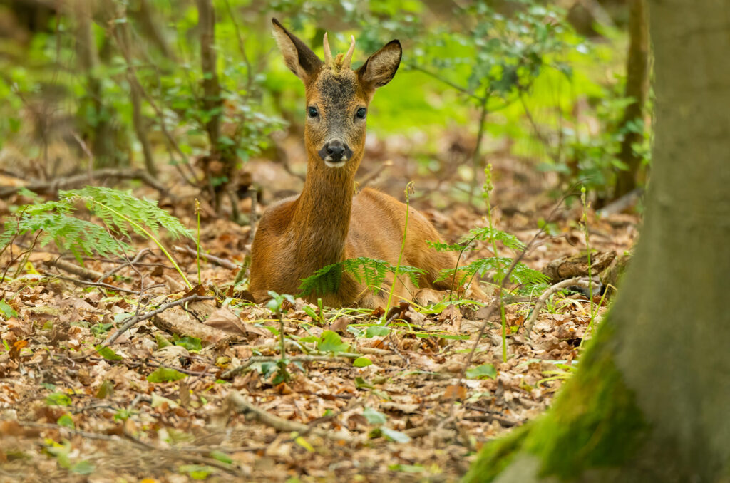 Photo of a roe deer buck sitting down in woodland