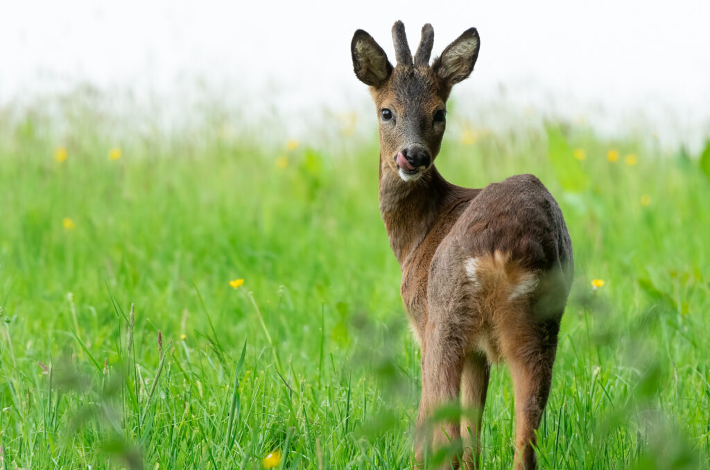 Photo of a roe deer buck with its tongue sticking out