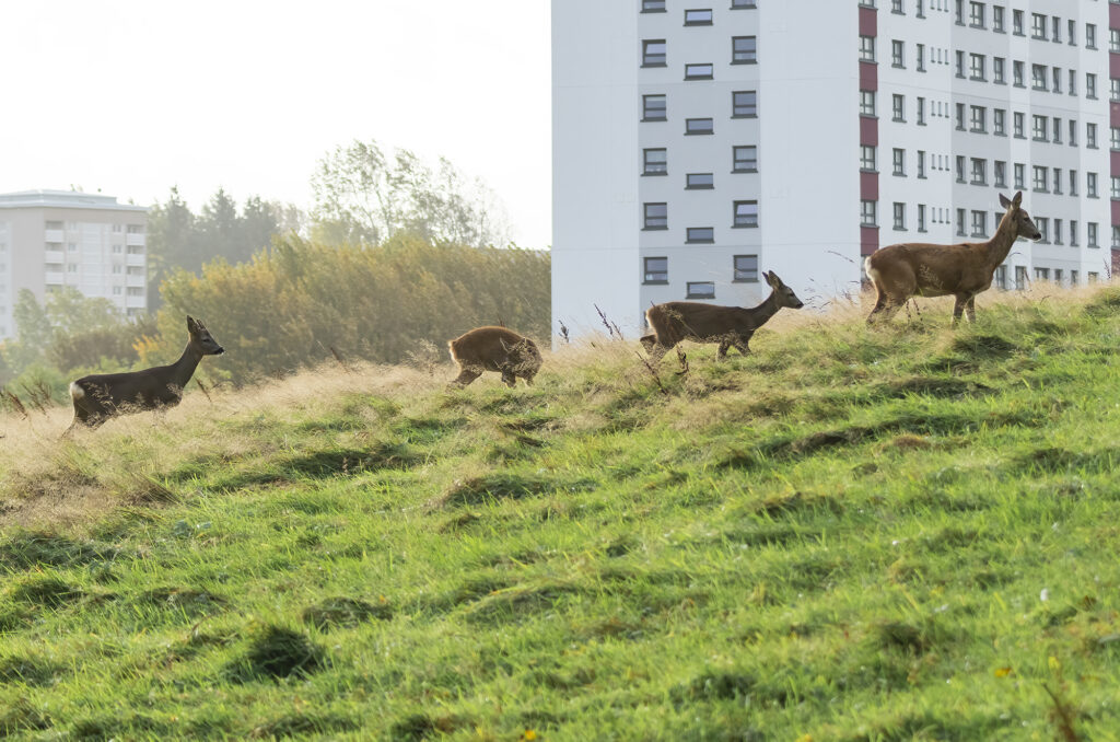 Photo of four roe deer walking uphill in a field with high rise flats in the background