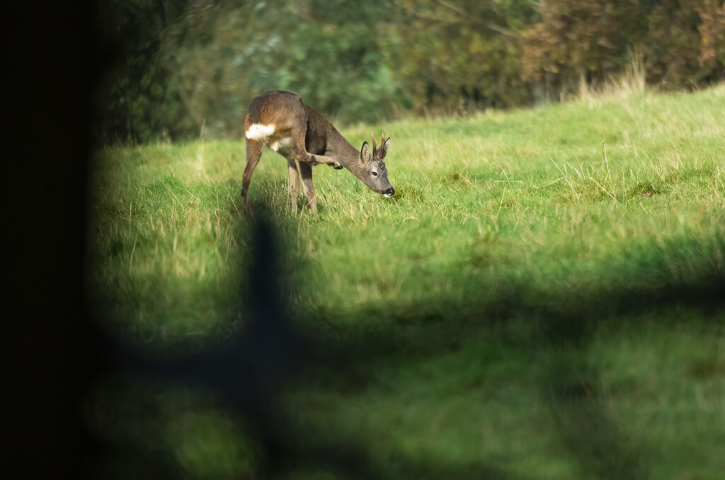 Photo of a roe deer buck scratching in a field
