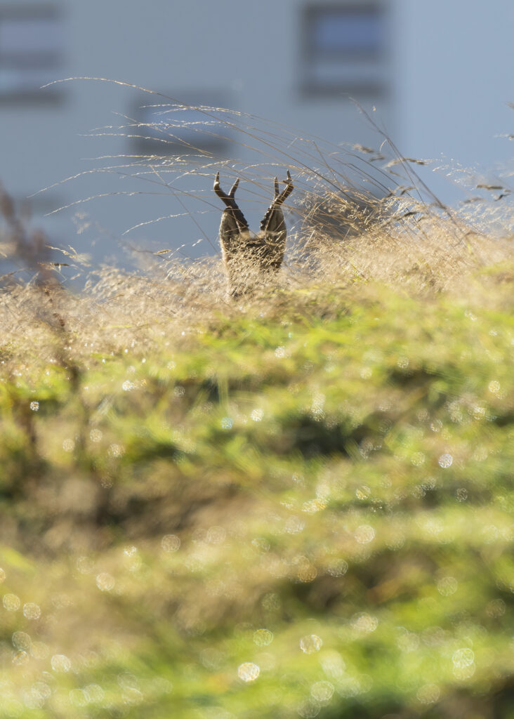 Photo of a roe deer buck's ears and antlers sticking up from long grass