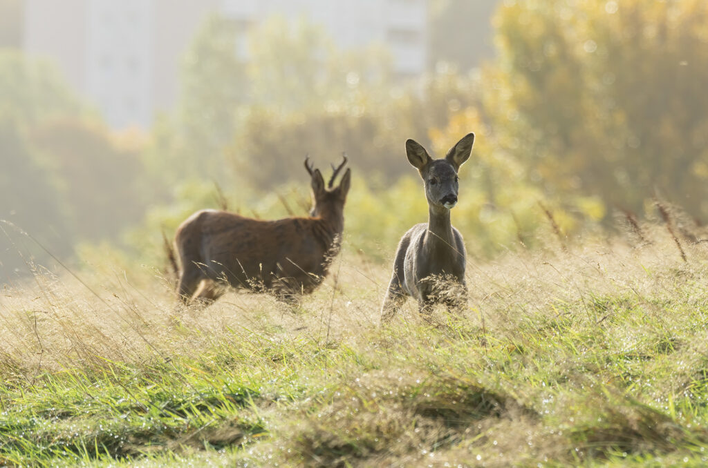 Photo of a roe deer kid in a field with a buck in the background