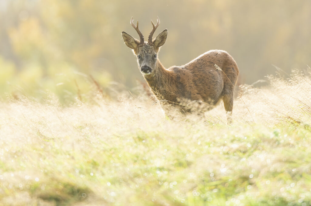 Photo of a roe deer buck standing in a field of long grass