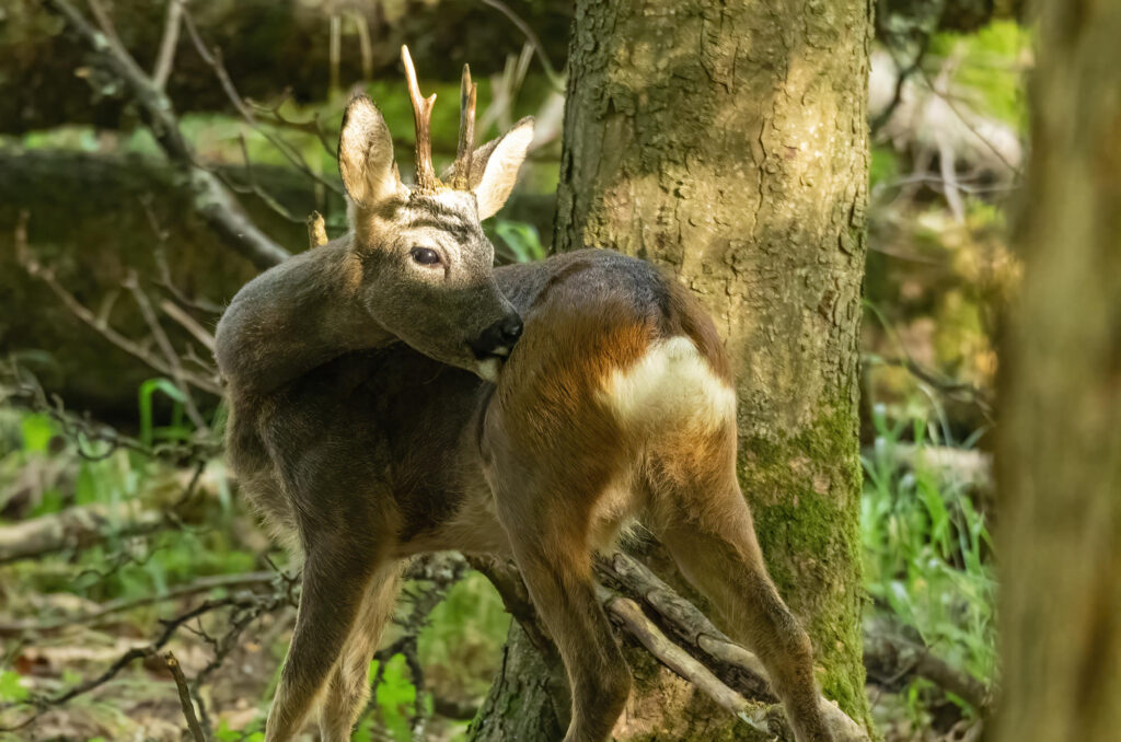 Photo of a roe deer buck grooming itself in woodland