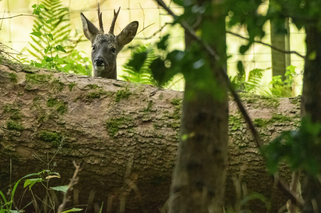Photo of a roe deer buck looking up from behind a fallen tree