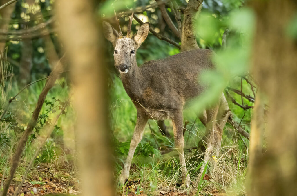 Photo of a roe deer buck chewing food in woodland