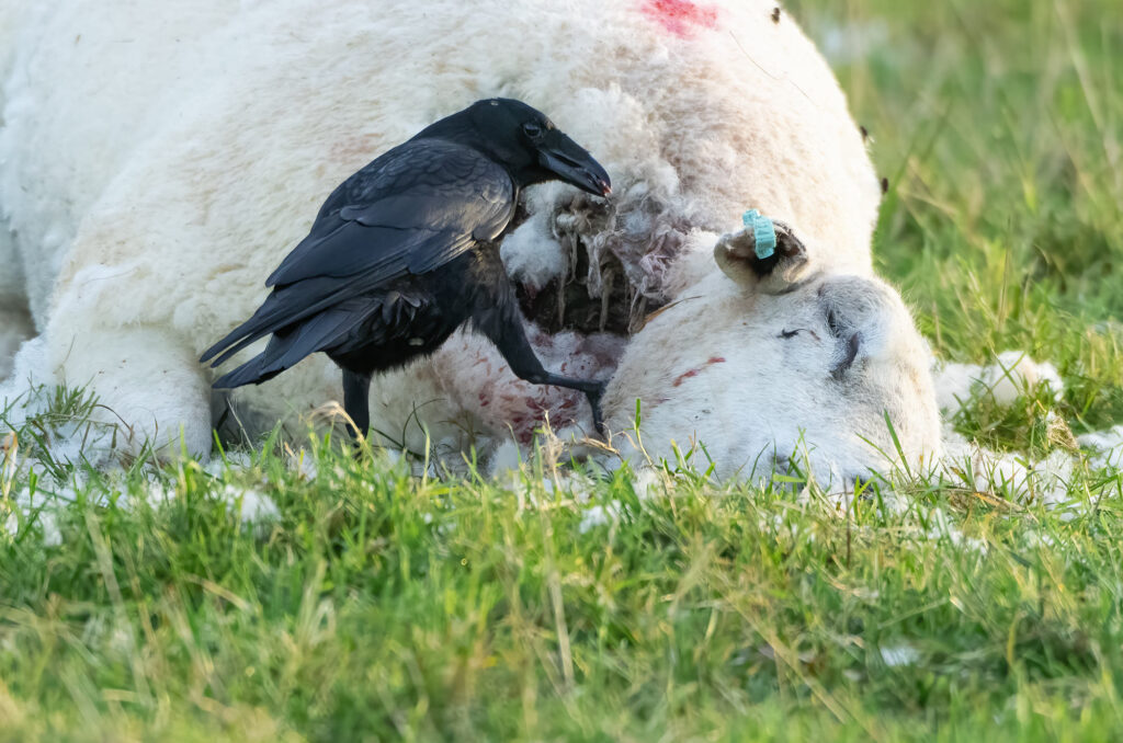 Photo of a carrion crow feeding from a sheep carcass
