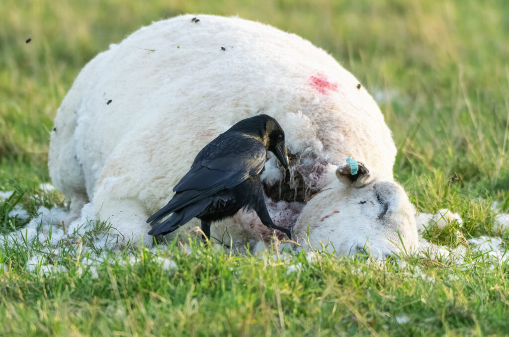 Photo of a carrion crow feeding from a sheep carcass