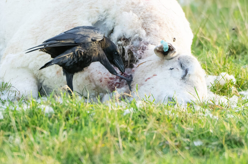 Photo of a carrion crow feeding from a sheep carcass