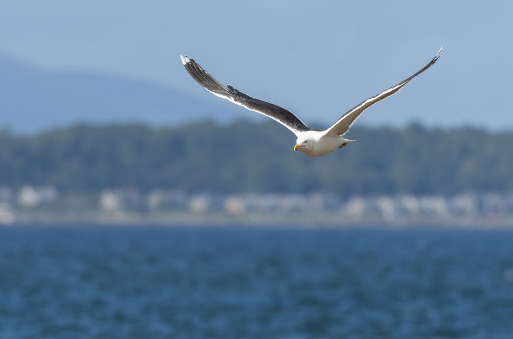 Photo of a great black-backed gull flying above the sea