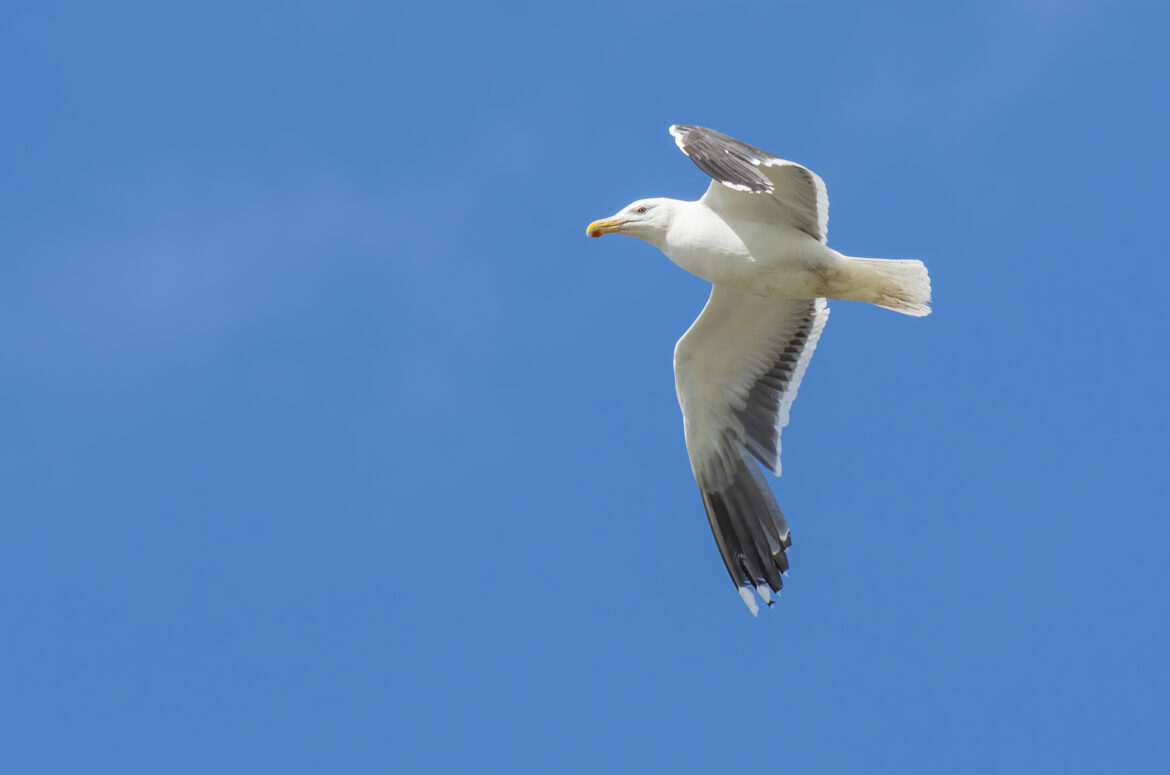 Photo of a great black-backed gull in flight with a background of blue sky
