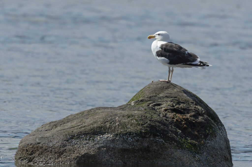 Photo of a great black-backed gull stood on a rock