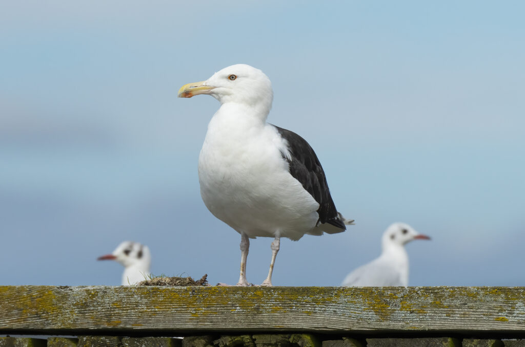 Photo of a great black-backed gull standing with two black-headed gulls in the background