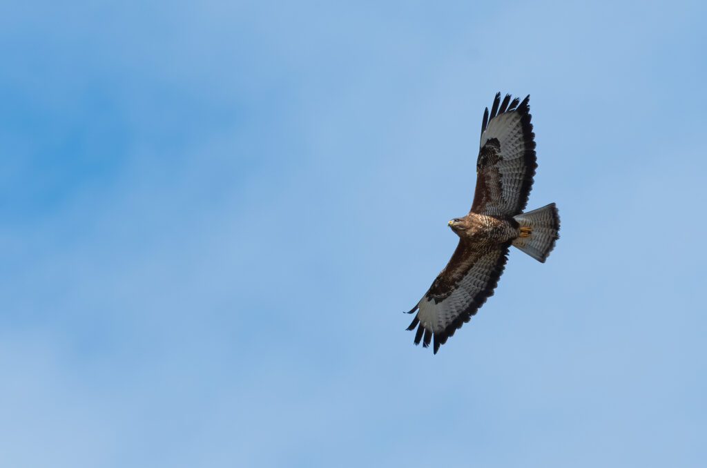 Photo of a common buzzard in flight