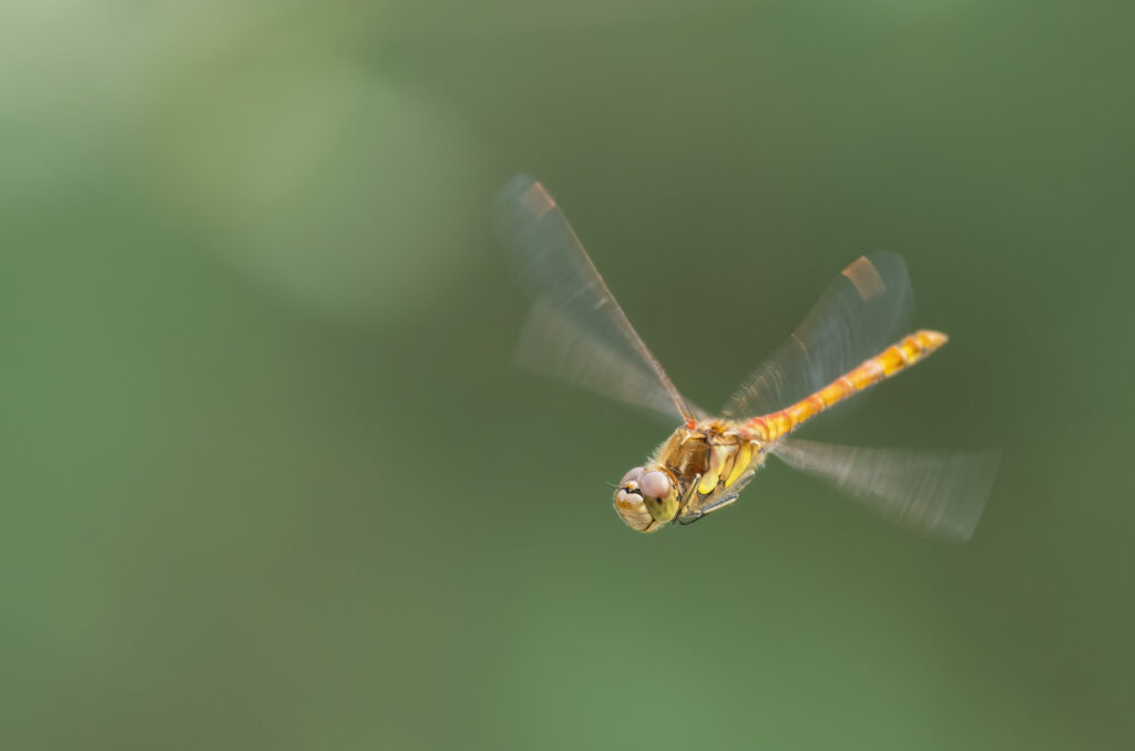 Photo of a common darter dragonfly in flight