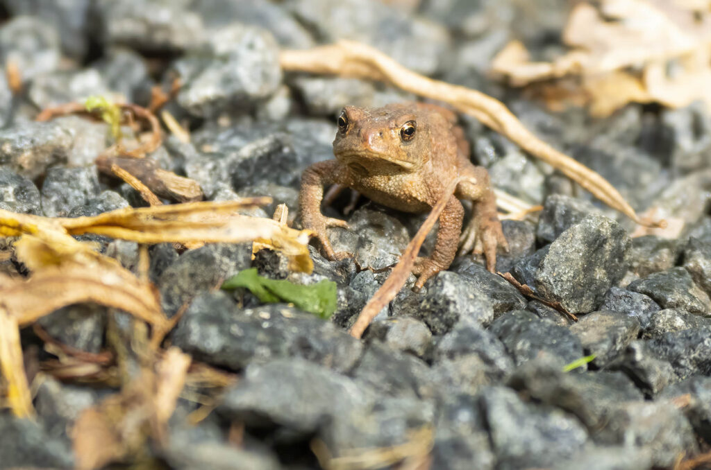 Photo of a toadlet on gravel chippings