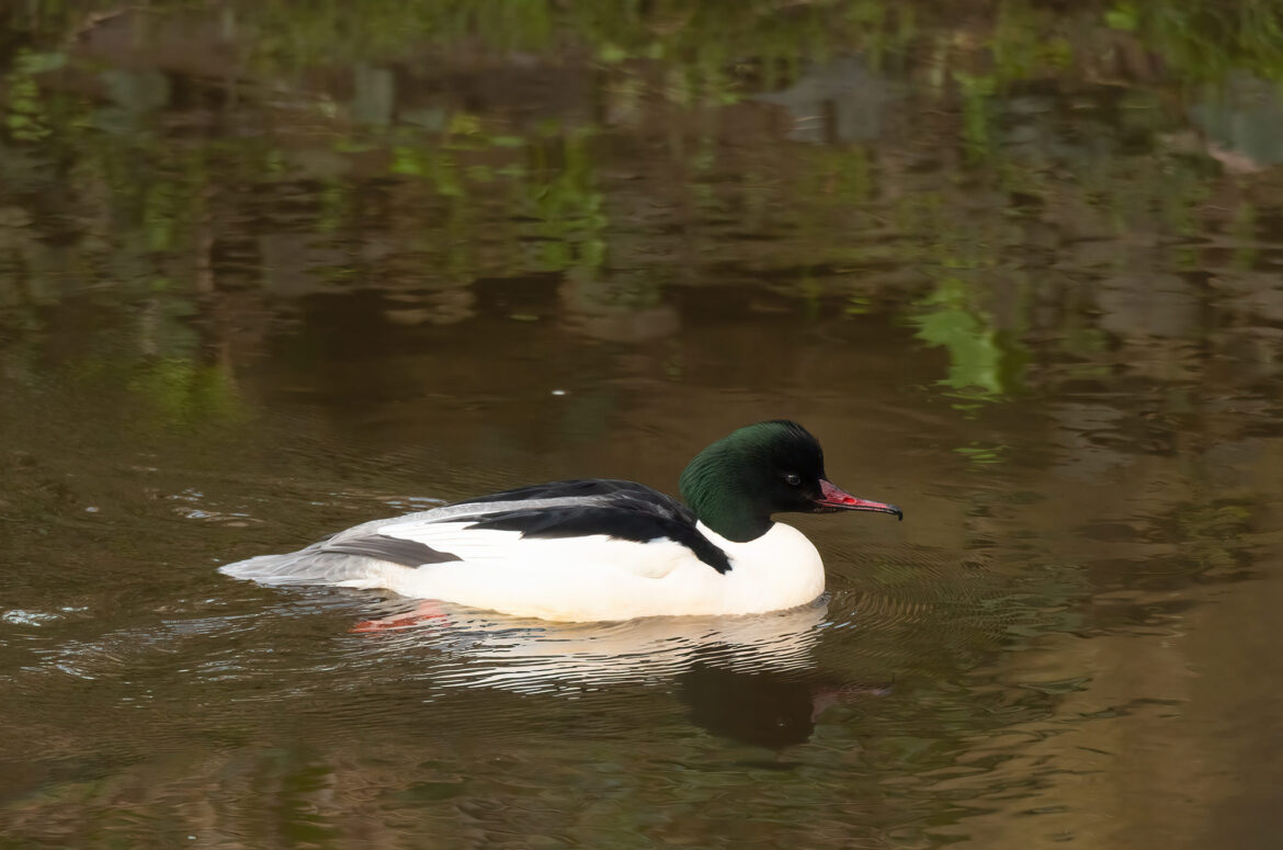 Photo of a male goosander in a river