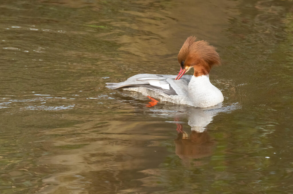 Photo of a female goosander preening while floating in a river