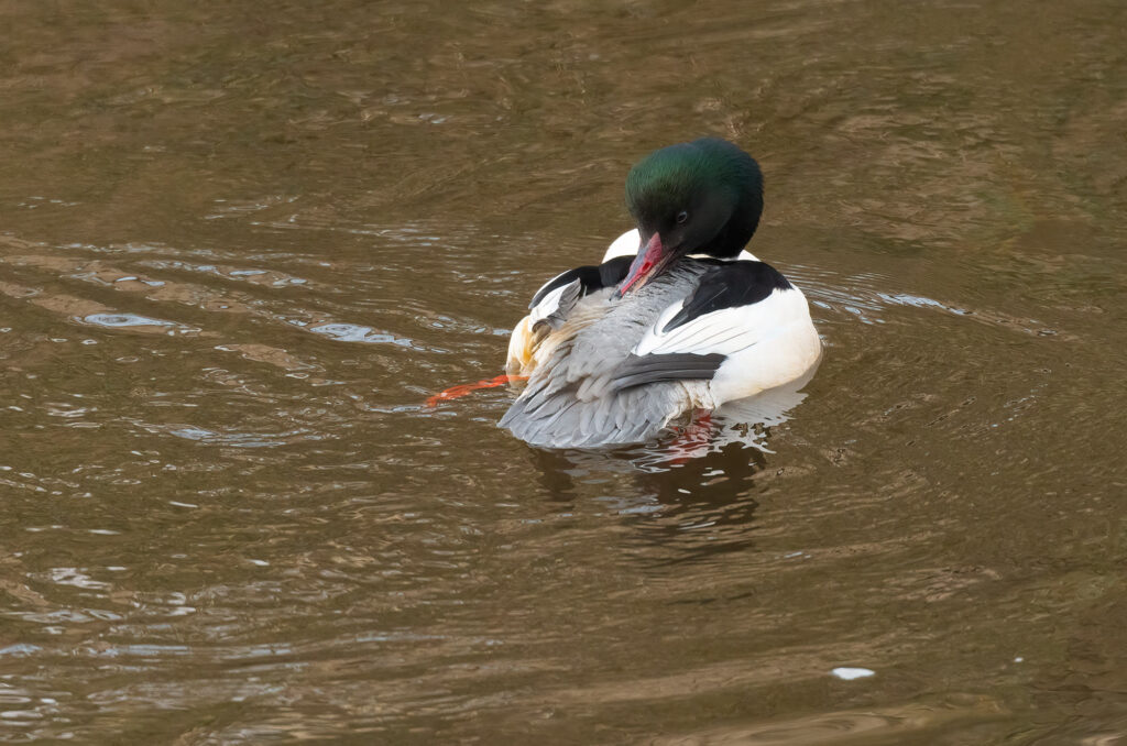 Photo of a male goosander preening while floating in a river