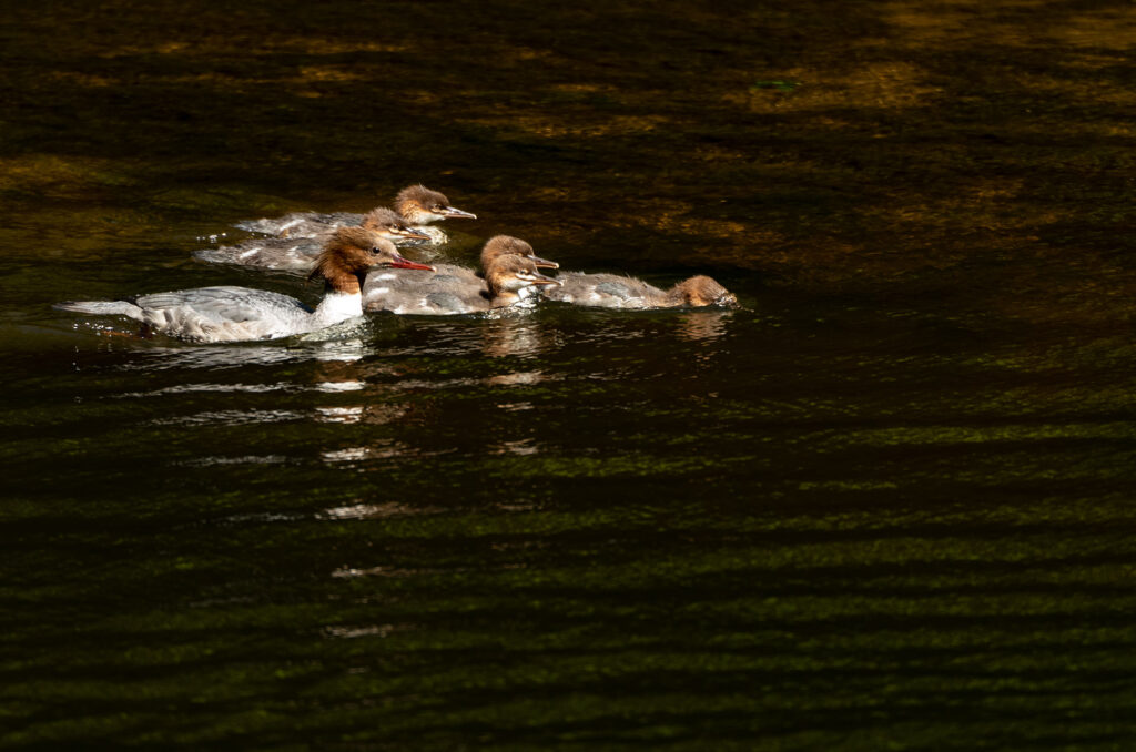 Photo of a female goosander and her young