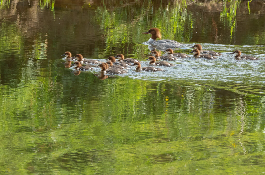 Photo of a female goosander with fifteen of her young