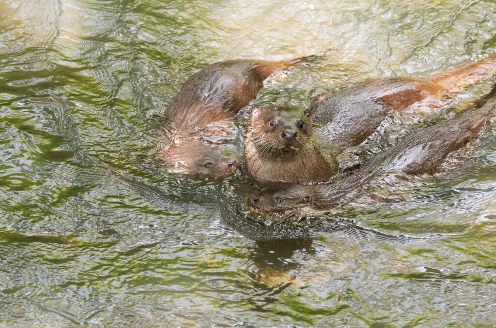 Photo of a female otter and two cubs in a river