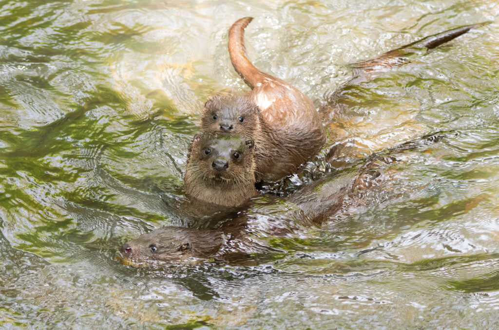 Photo of a female otter and two cubs in a river