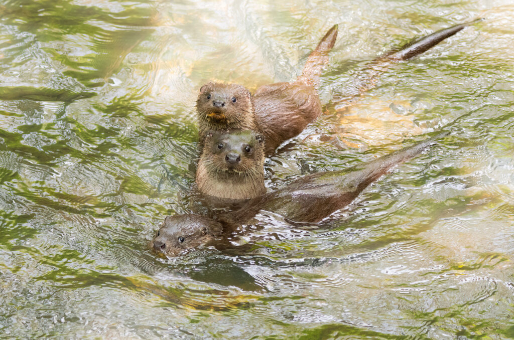 Photo of a female otter and two cubs in a river