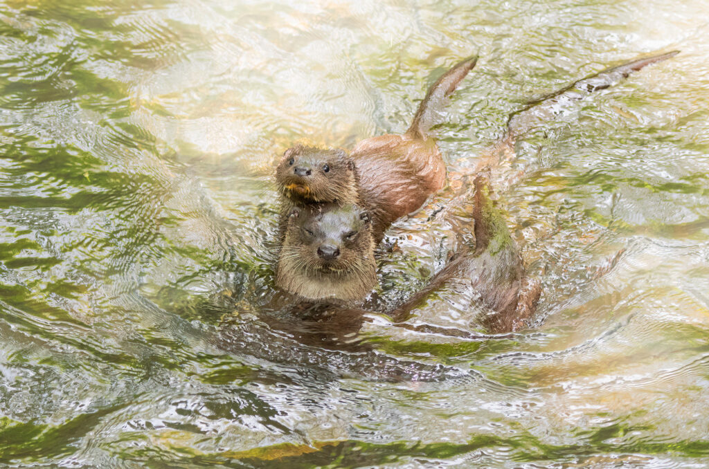 Photo of a female otter and two cubs in a river