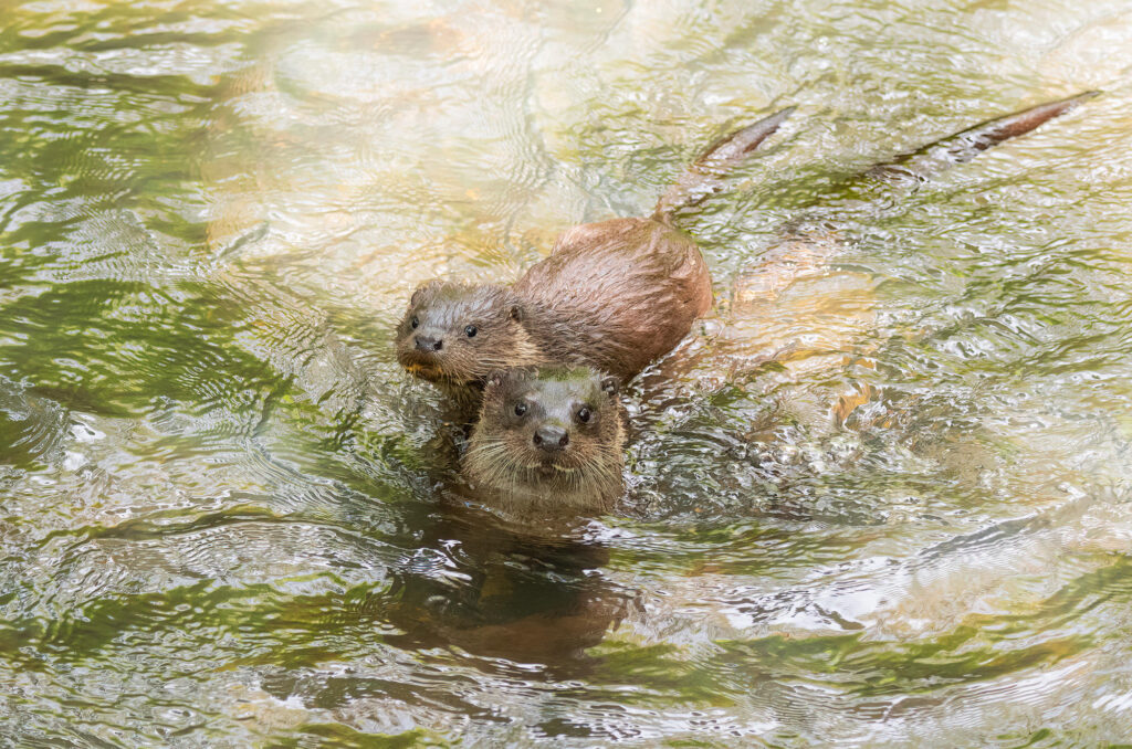 Photo of a female otter and a cub in a river