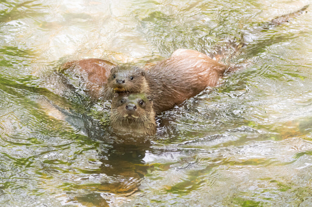 Photo of a female otter and two cubs in a river