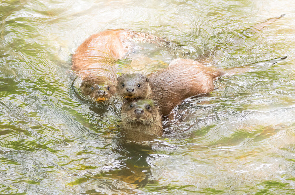 Photo of a female otter and two cubs in a river