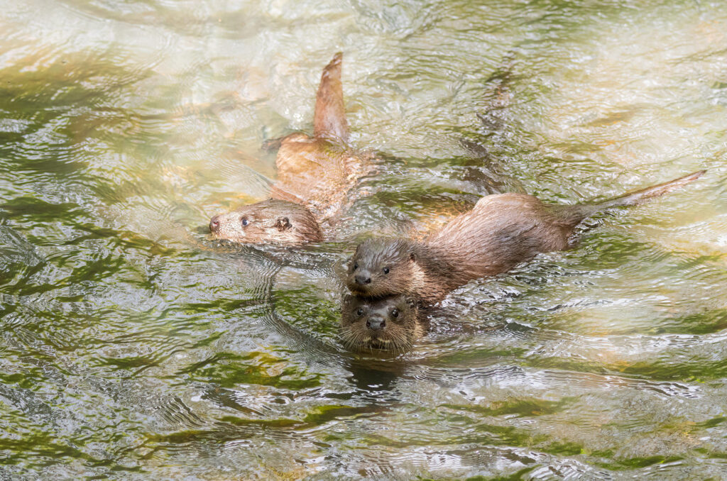 Photo of a female otter and two cubs in a river