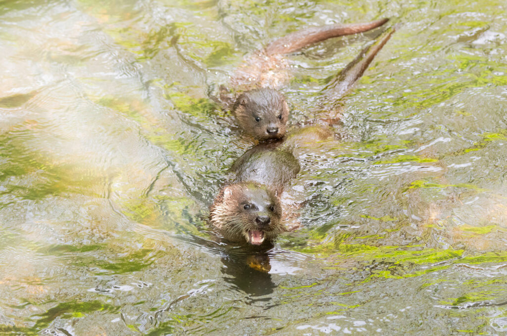 Photo of a female otter and a cub in a river